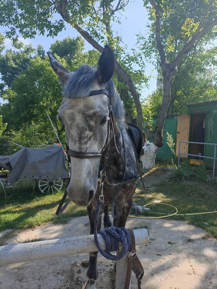 Clubul „Avangard" - Călărie în Rîșcani (foto 2)