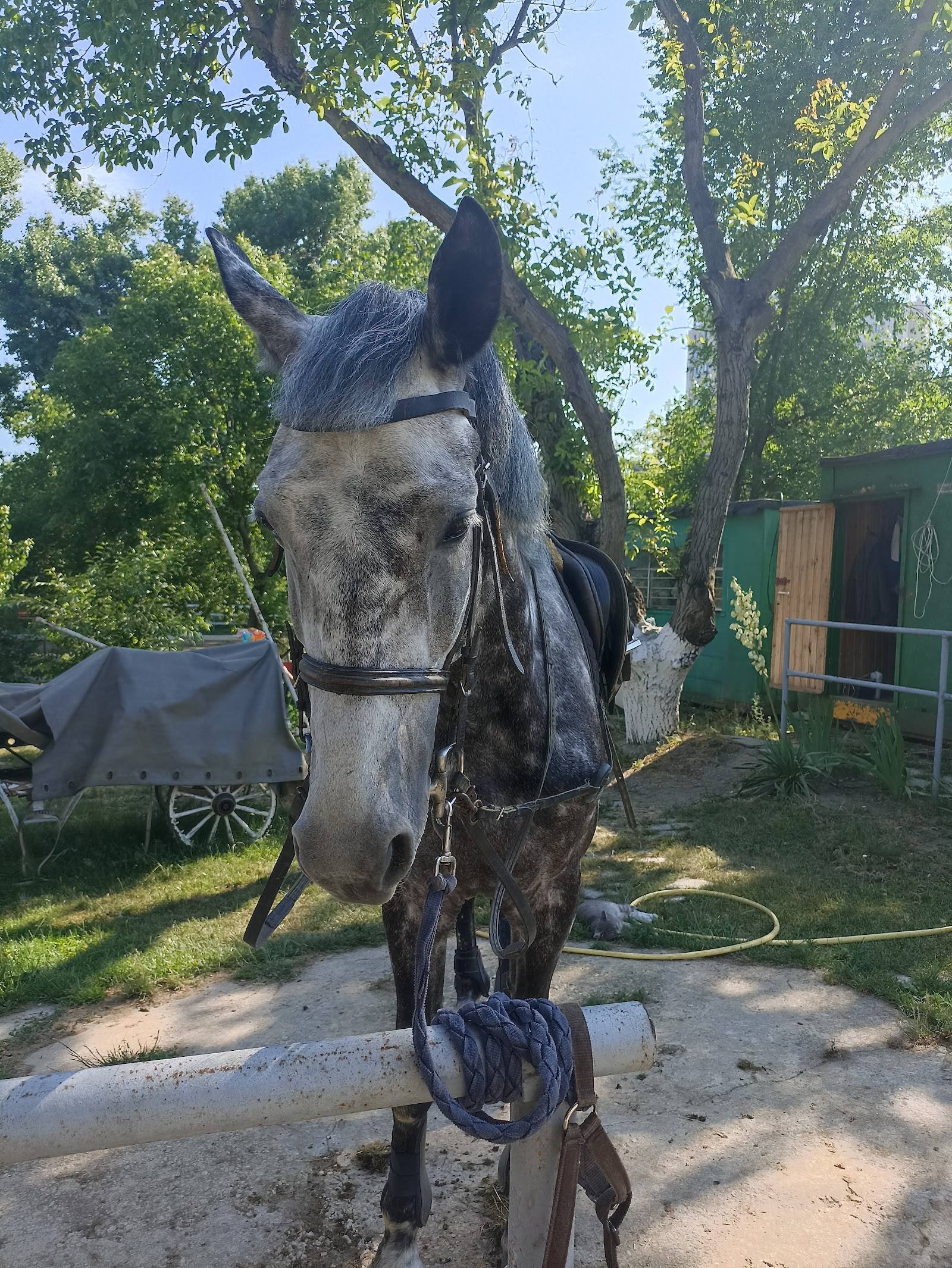 Clubul „Avangard" - Horse riding in Râșcani (photo 2)
