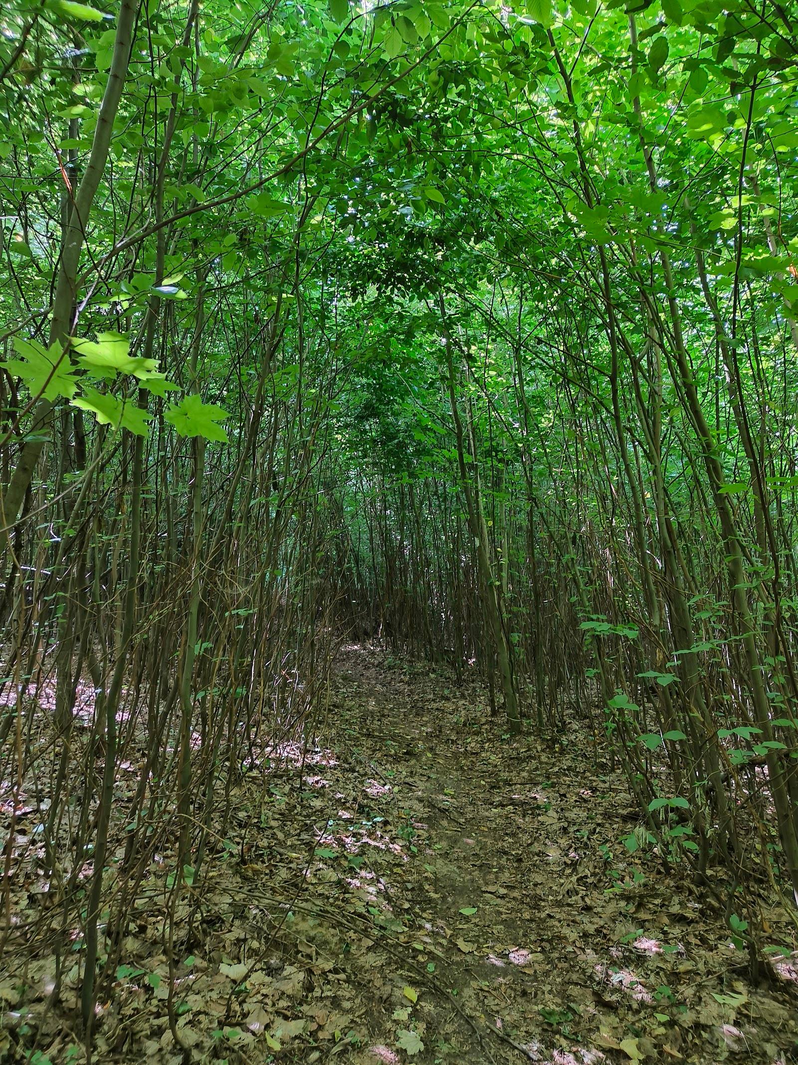Plaiul Fagului · Beech Forest Preserve - Nature reserve in Rădenii Vechi · Plaiul Fagului (photo 2)