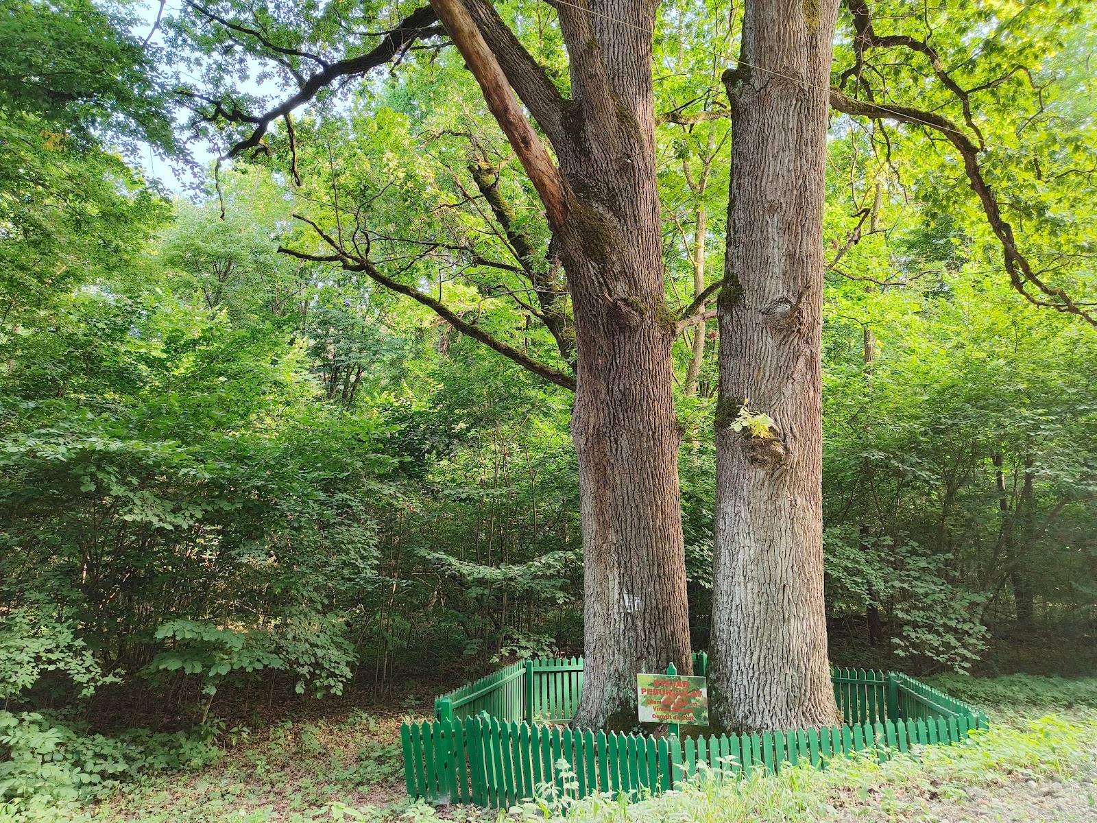 Plaiul Fagului · Beech Forest Preserve - Nature reserve in Rădenii Vechi · Plaiul Fagului (photo 3)