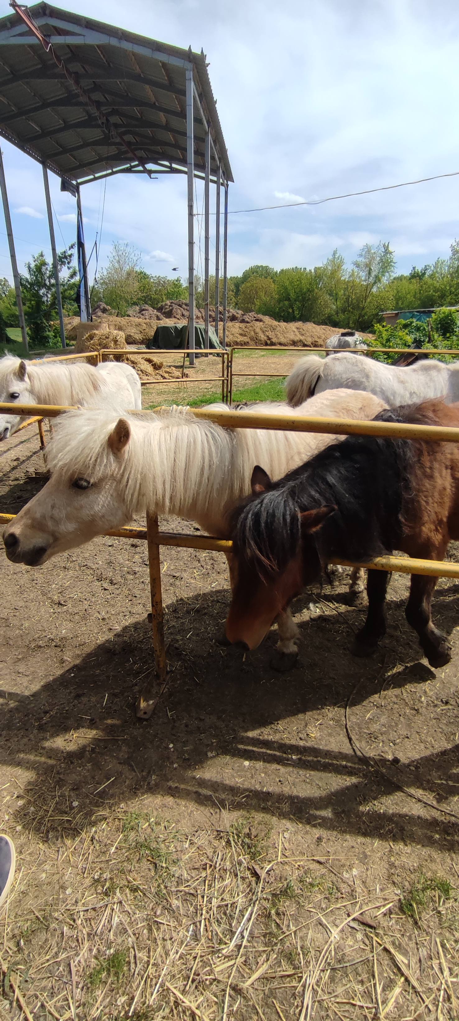 Club Sportiv de Cai · Bălți - Horse riding in Strada Aerodromului (photo 3)