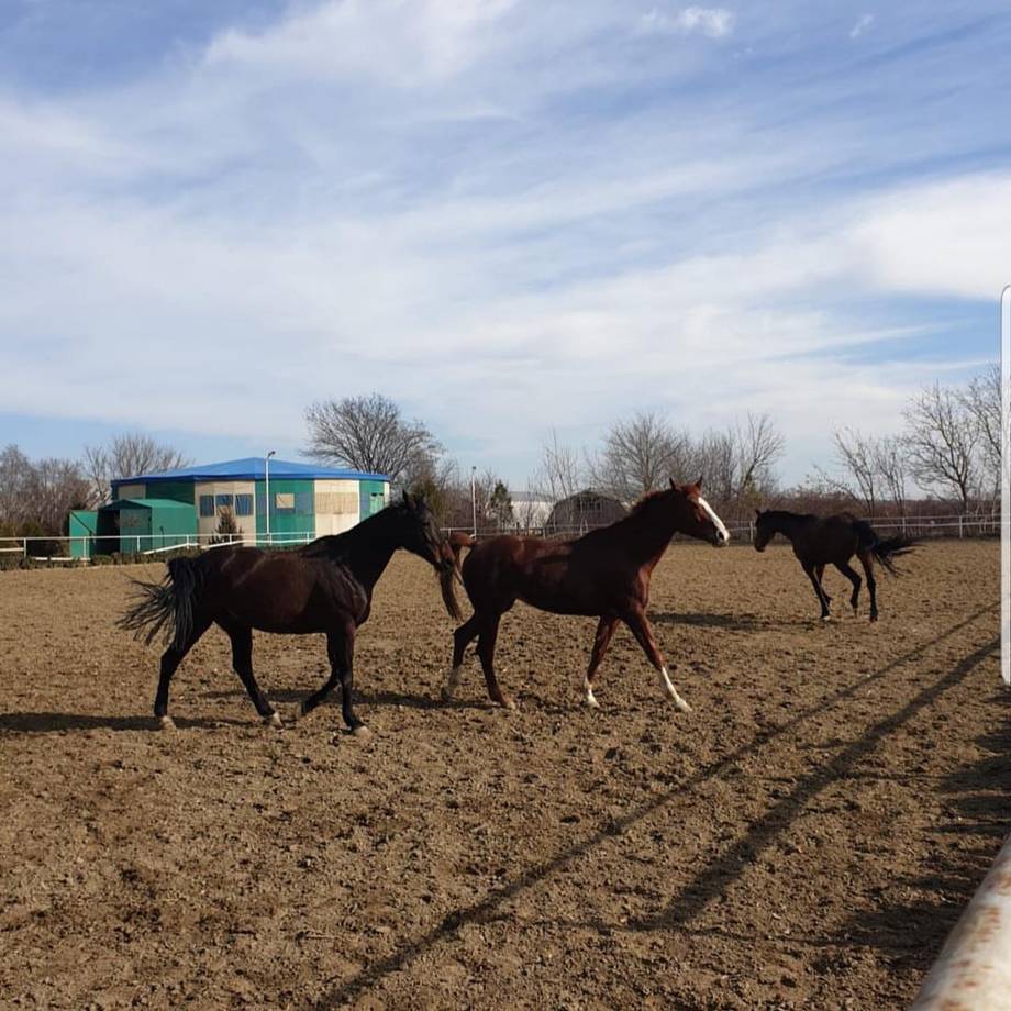 Club Sportiv de Cai · Bălți - Horse riding in Strada Aerodromului (photo 6)