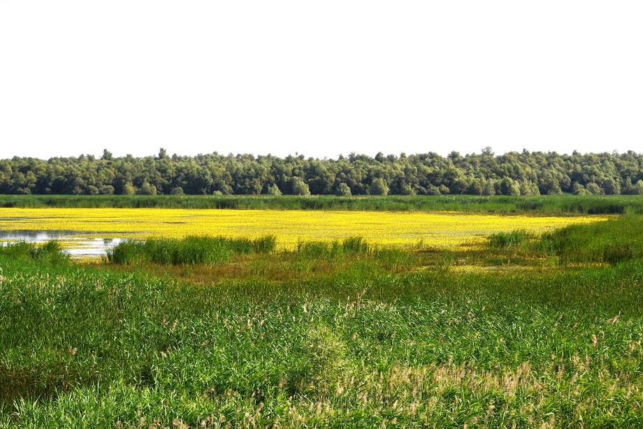 Lacul Beleu - Nature reserve in Slobozia Mare (photo 2)