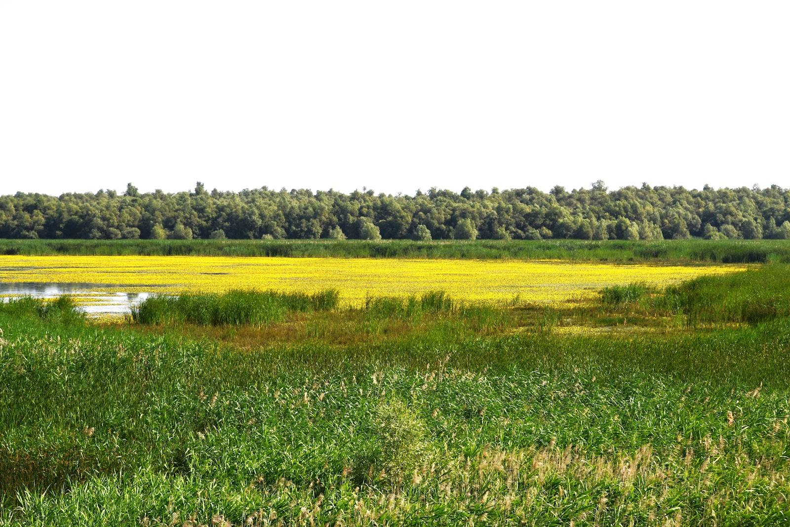Lacul Beleu - Rezervație naturală în Slobozia Mare (foto 2)