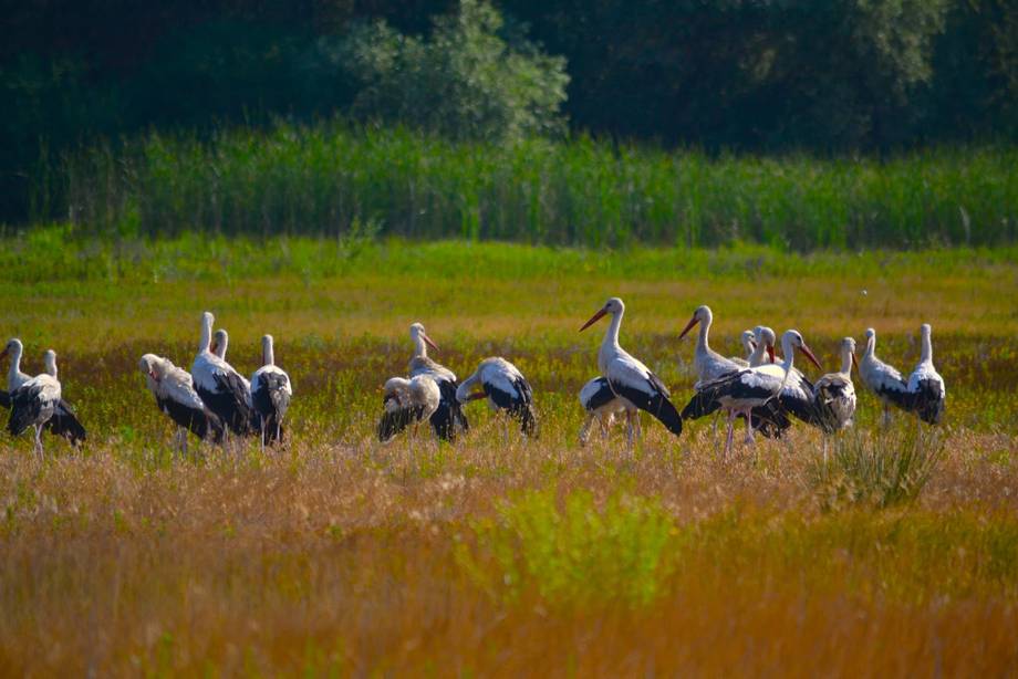 Lacul Beleu - Nature reserve in Slobozia Mare (photo 6)
