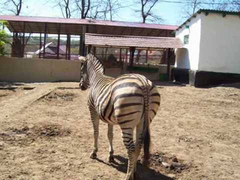Grădina Zoologică Chișinău - Zoo / botanical garden in Botanica (photo 3)