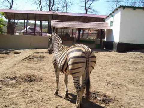 Grădina Zoologică Chișinău - Grădină zoologică în Botanica (foto 3)