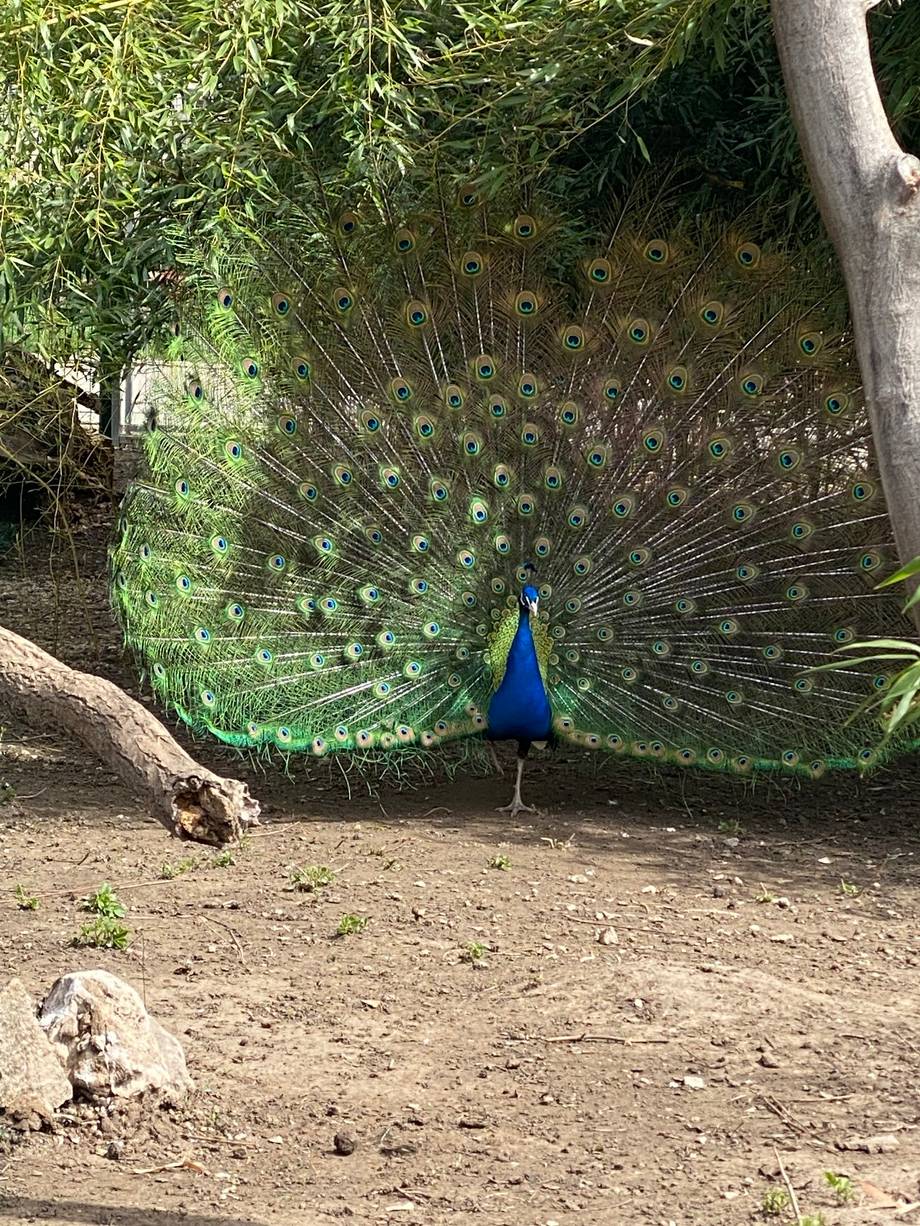 Grădina Zoologică Chișinău - Zoo / botanical garden in Botanica (photo 5)