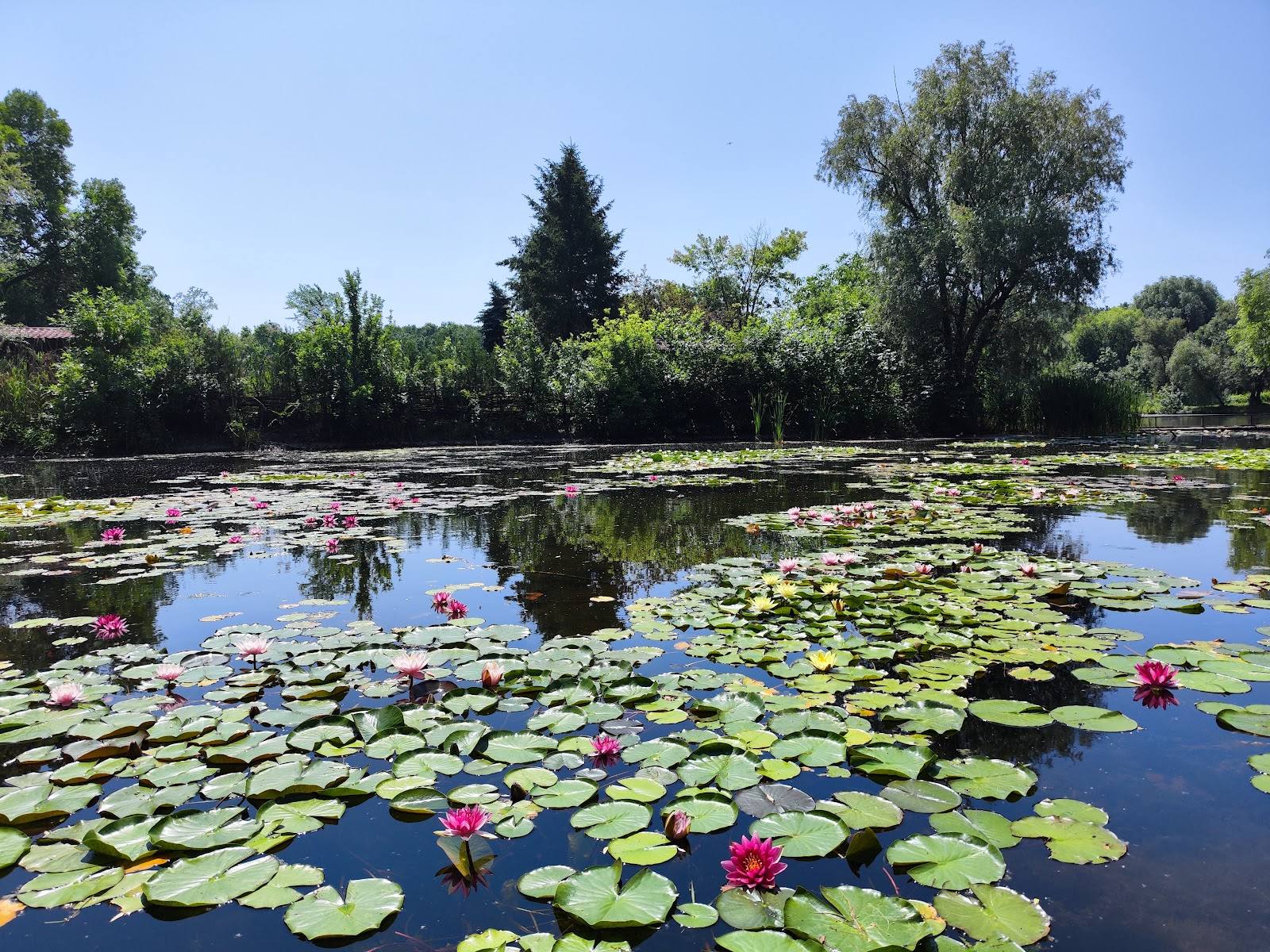Grădina Botanică Națională - Botanical garden in Botanica (photo 3)