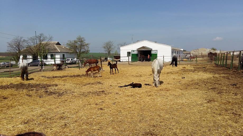 Kelesh Horse Farm - Horse riding in Leova (photo 2)