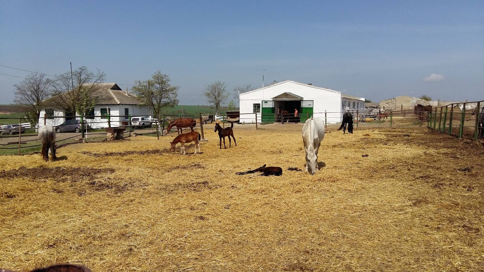 Kelesh Horse Farm - Horse riding in Ceadîr-Lunga (photo 2)