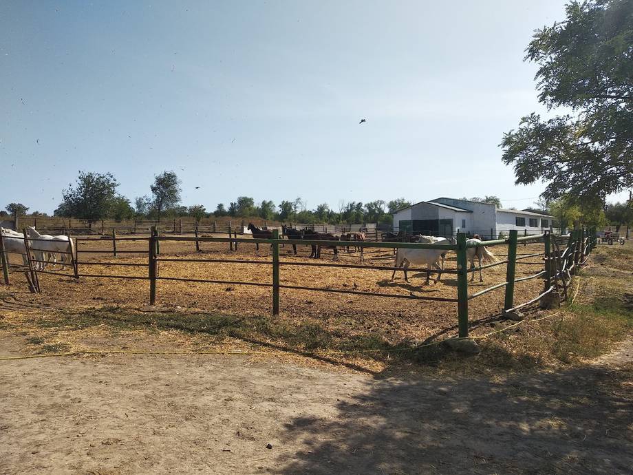 Kelesh Horse Farm - Horse riding in Leova (photo 6)