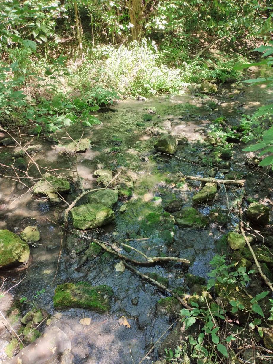 Rezervația Țipova - Nature reserve in Țipova (photo 6)