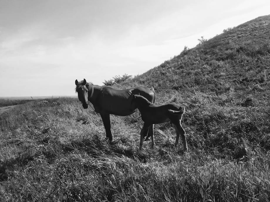 Movila Măgura · Hîncești - Nature reserve in Lăpușna (photo 6)