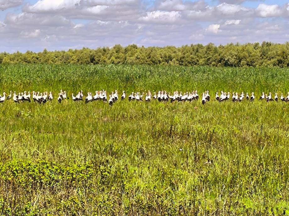 Turnul de Observare a Păsărilor · Slobozia Mare - Birdwatching în Slobozia Mare (foto 4)