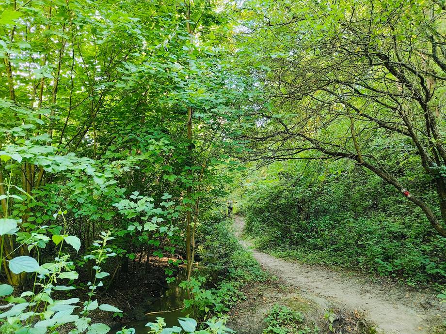 Rezervația Naturală Țipova - Nature reserve in Țipova (photo 4)