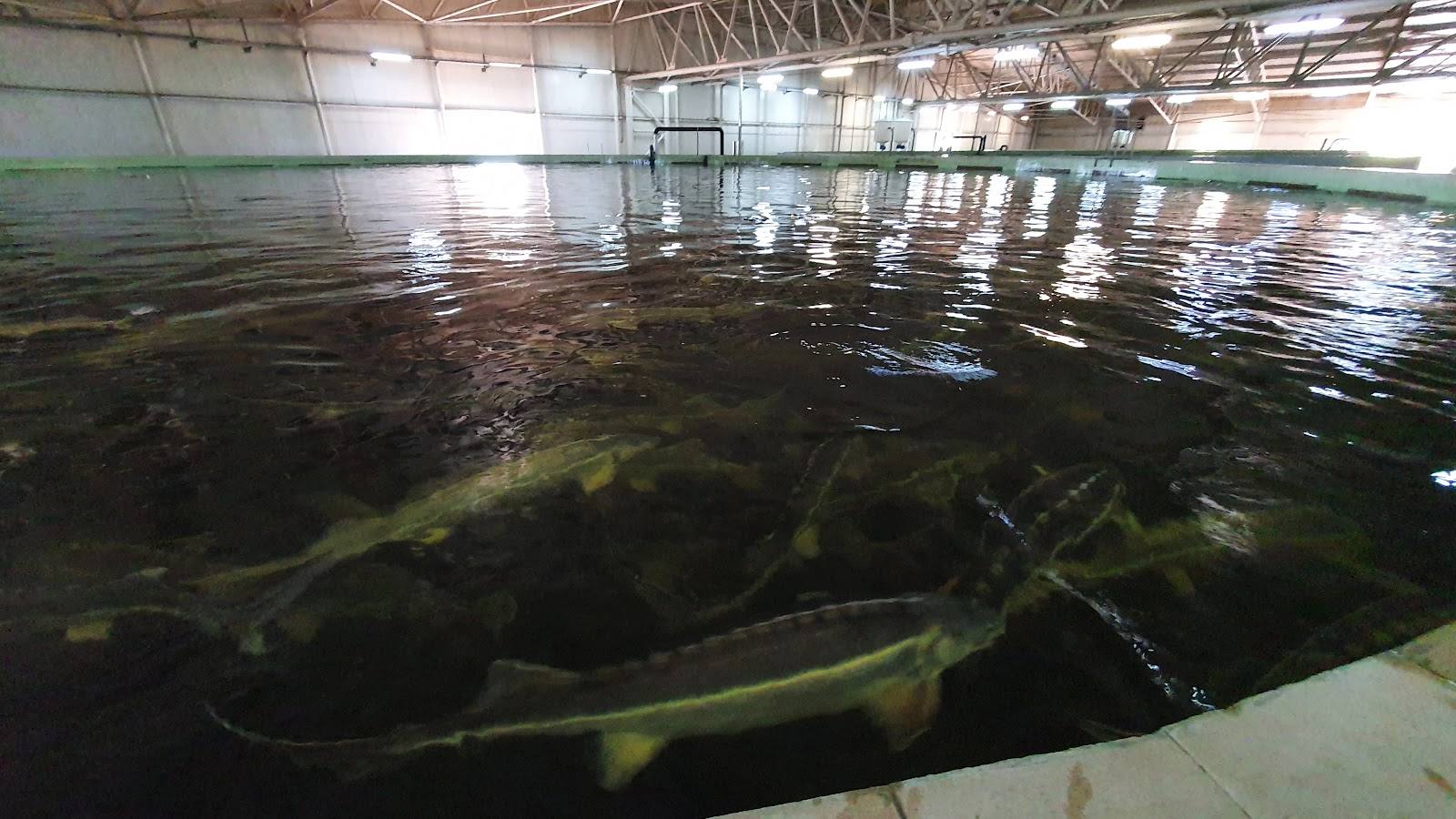 Aquatir Sturgeon Farm - Fermă pentru familii în Tiraspol (foto 3)