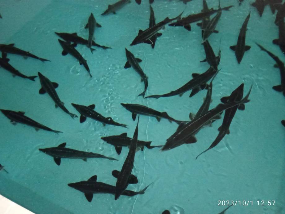 Aquatir Sturgeon Farm - Family farm in Tiraspol (photo 6)