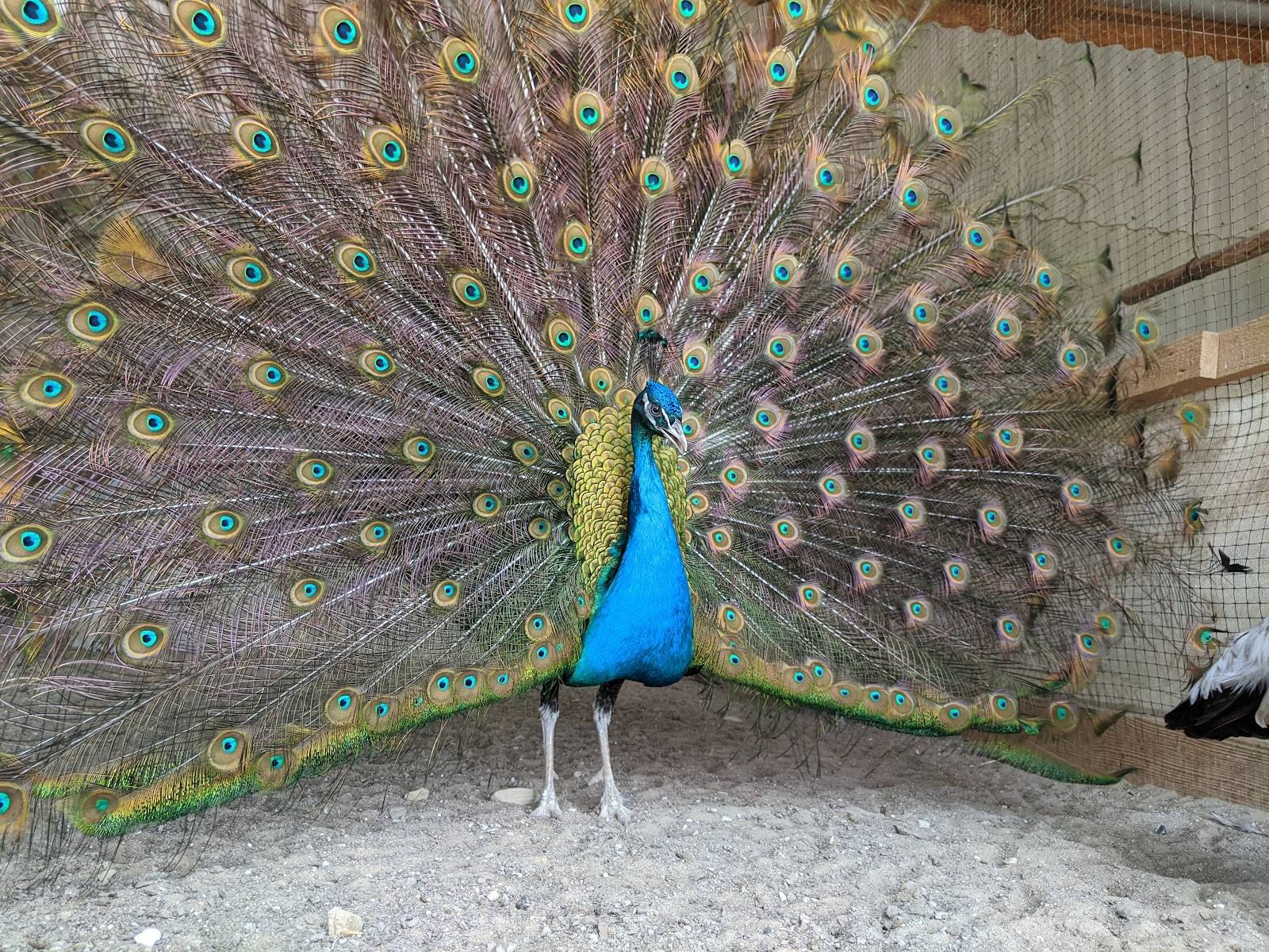 Zoo Club Bardar - Zoo in Bardar (photo 2)