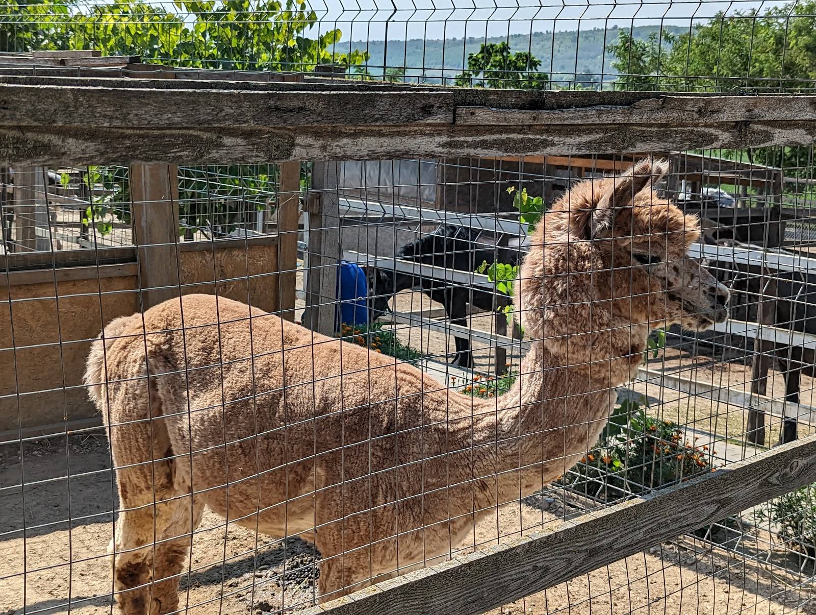 Zoo Club Bardar - Zoo in Bardar (photo 3)