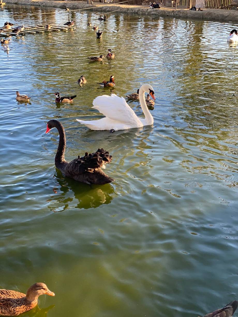 Zoo Club Bardar - Zoo / botanical garden in Bardar (photo 4)