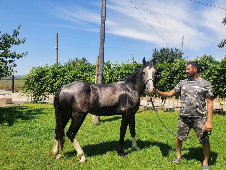 Complexul Potcoava Verde - Pensiune rurală în Slobozia Mare (foto 6)