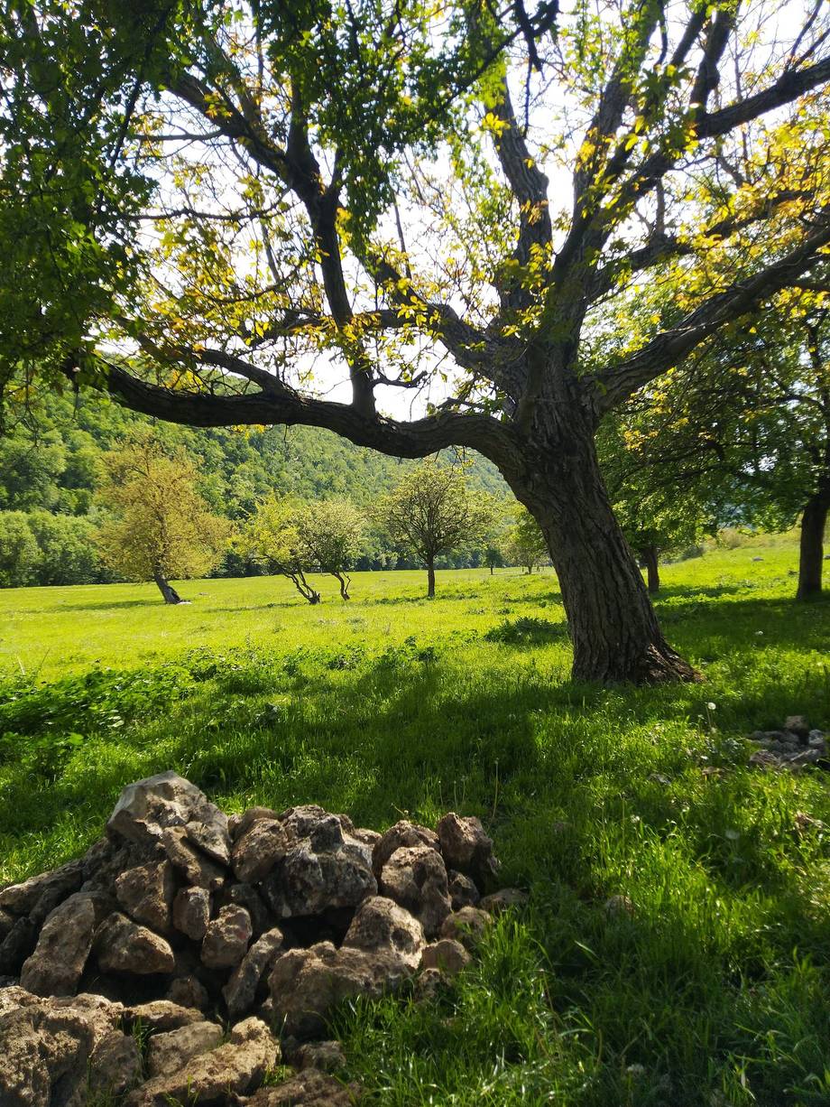 Rezervația Trebujeni - Nature reserve in Trebujeni (photo 5)