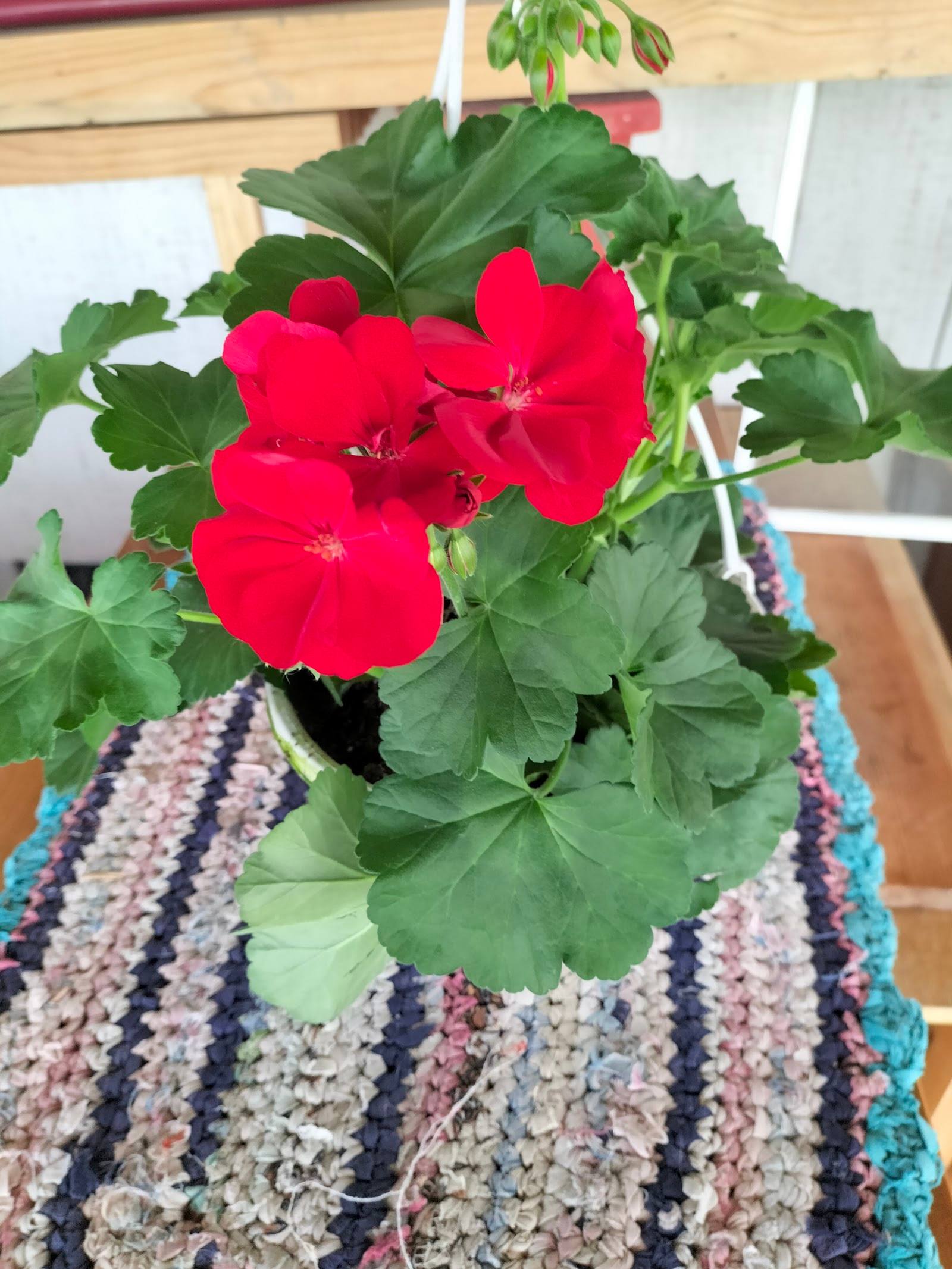 Pensiunea Aroma Lemnului - Pensiune rurală în Văleni (foto 3)